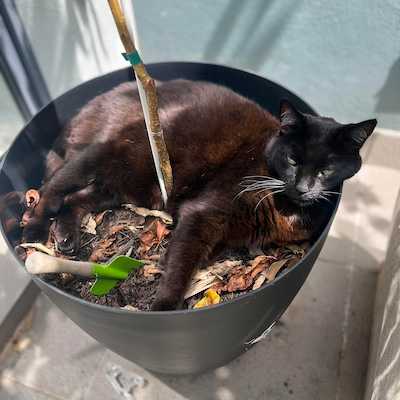 Kiki sleeping in our new peach tree’s pot