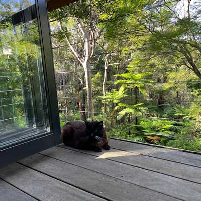 Kiki enjoying the balcony at our new house