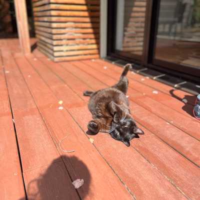 Kiki luxuriating in the sun