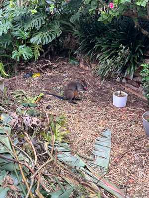 Our wallaby neighbour