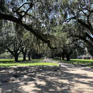 Avenue of the Oaks