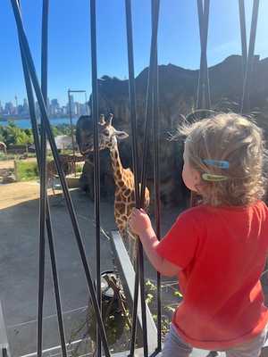 Avery watching the giraffes