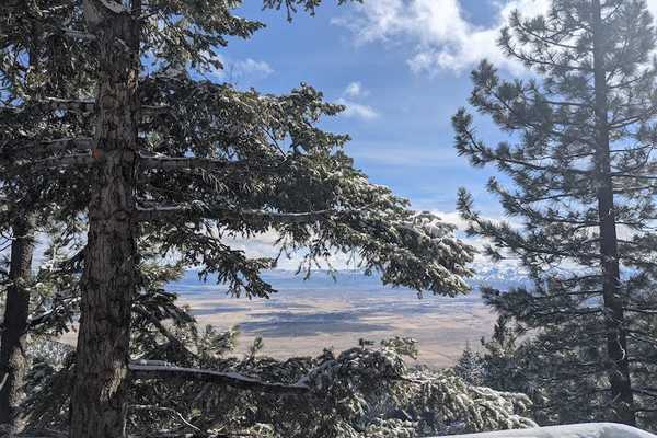 Nevada through snowy trees