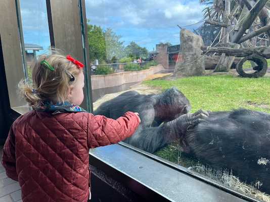 Avery watching the Chimpanzees